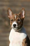 BASENJI 230